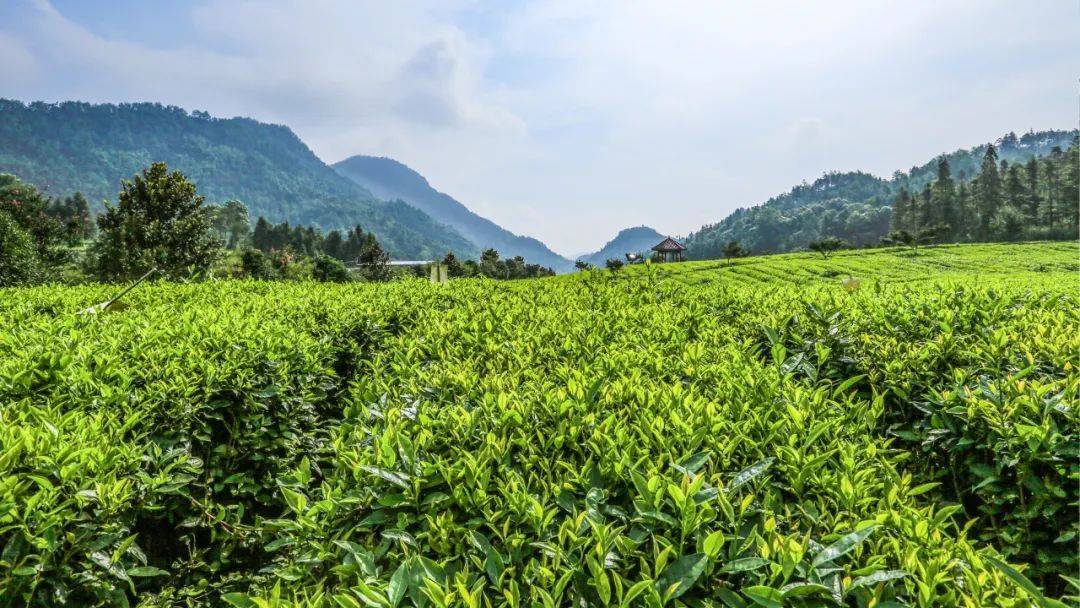 理想华莱江南茶园基地丨满足生产一杯好茶的所有要求