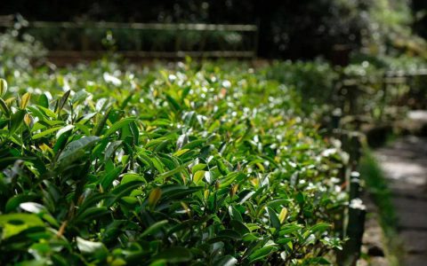 理想华莱：万里茶路漫漫，让世界品味中国茶香