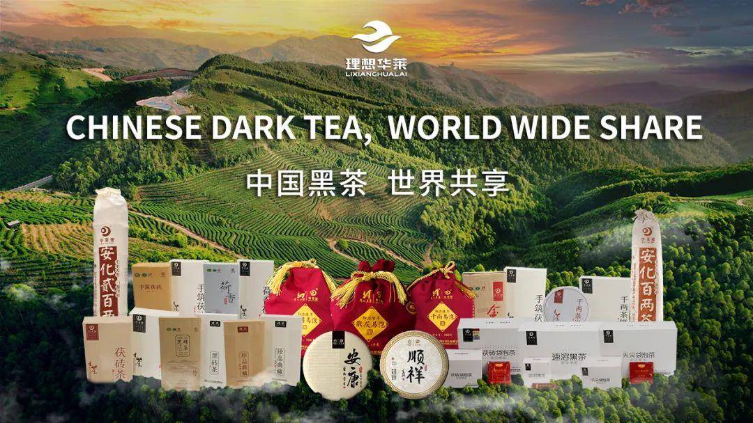 理想华莱：万里茶路漫漫，让世界品味中国茶香