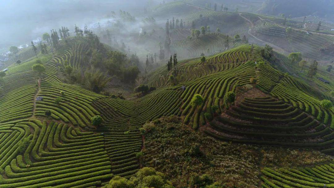 理想华莱——“思茅普洱茶＋”战略