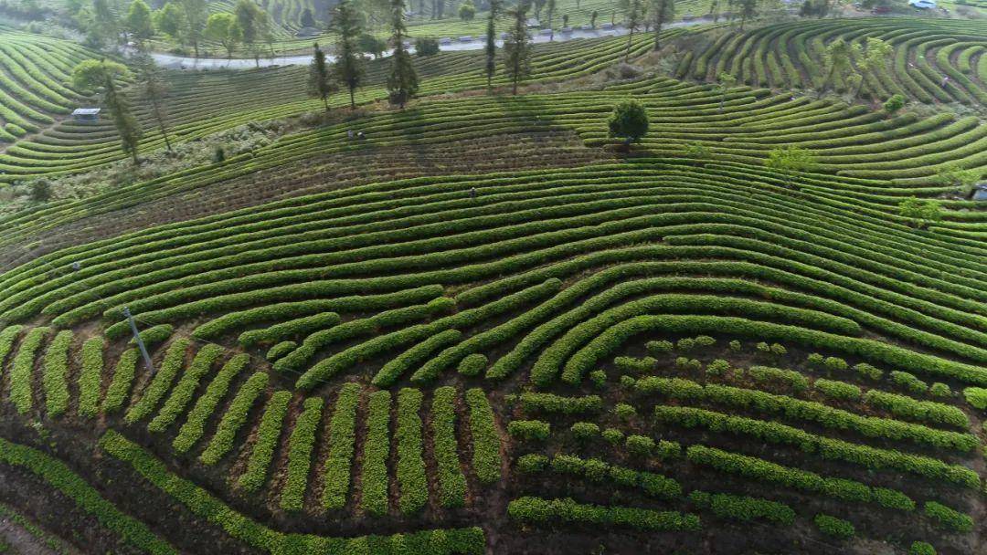 理想华莱——“思茅普洱茶＋”战略