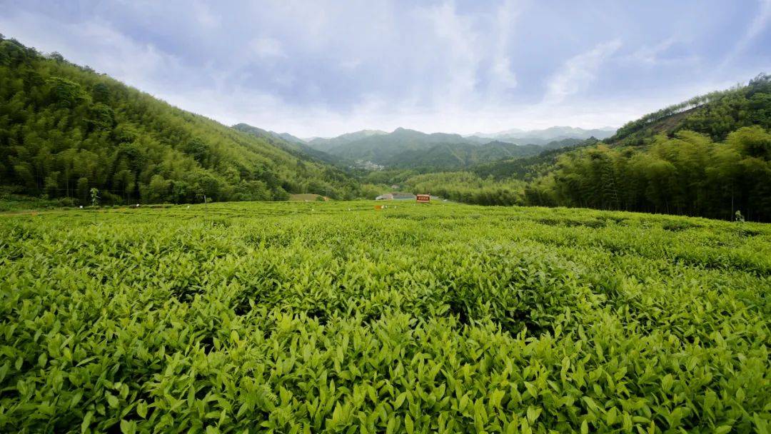 理想华莱：年有四季，天有四时，喝茶有益，饮黑砖茶