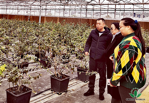 绿世界集团总裁李德明博士一行人走访数字化现代蓝莓种植基地