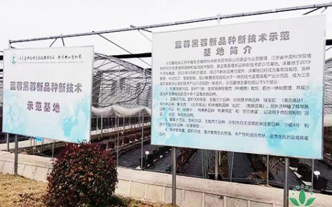 绿世界集团总裁李德明博士一行人走访数字化现代蓝莓种植基地