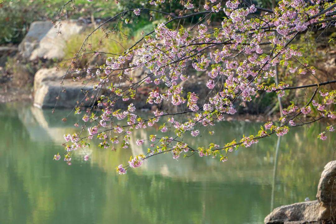 理想华莱｜百花春日，喝杯黑茶奖励自己，有健康，有福气