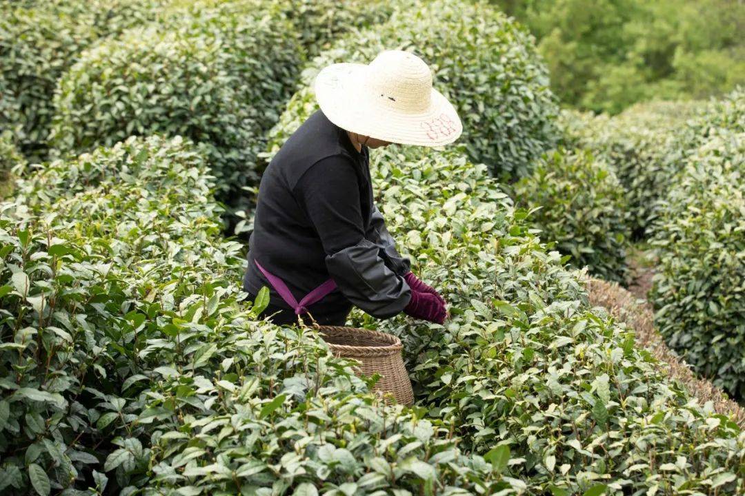 理想华莱：茶饮品，自然安全；茶文化，清敬和真