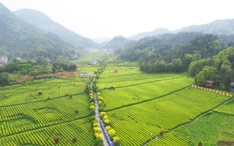 理想华莱:一芽一叶正当时，一人一篓采茶忙