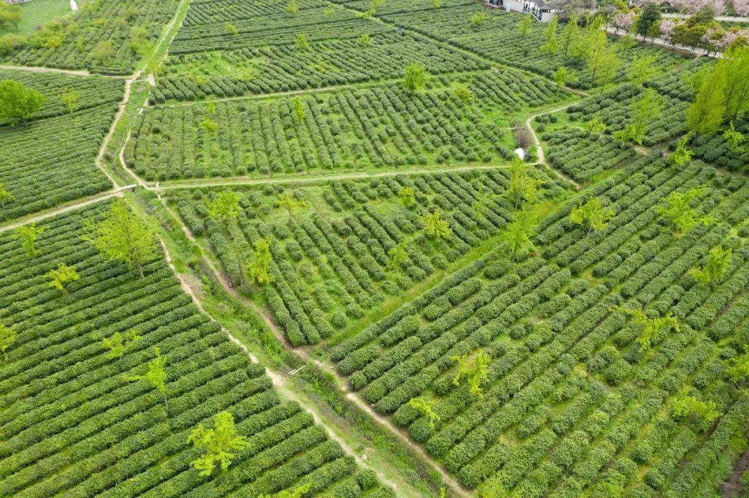 理想华莱：岁月酿成了茶的味道，鲜活生动，有苦有甜