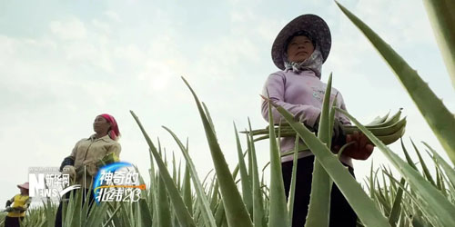 走进完美芦荟种植基地 《神奇的北纬》发布