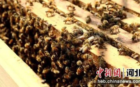 CCTV17报道：石家庄赞皇县举办第十二届“枣花·蜜·蜂”旅游文化节