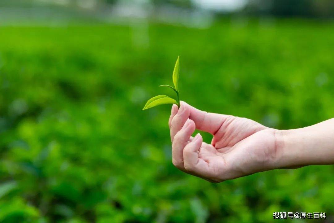 国际茶日 | 理想华莱助力乡村振兴，打造“中国黑茶”世界名片