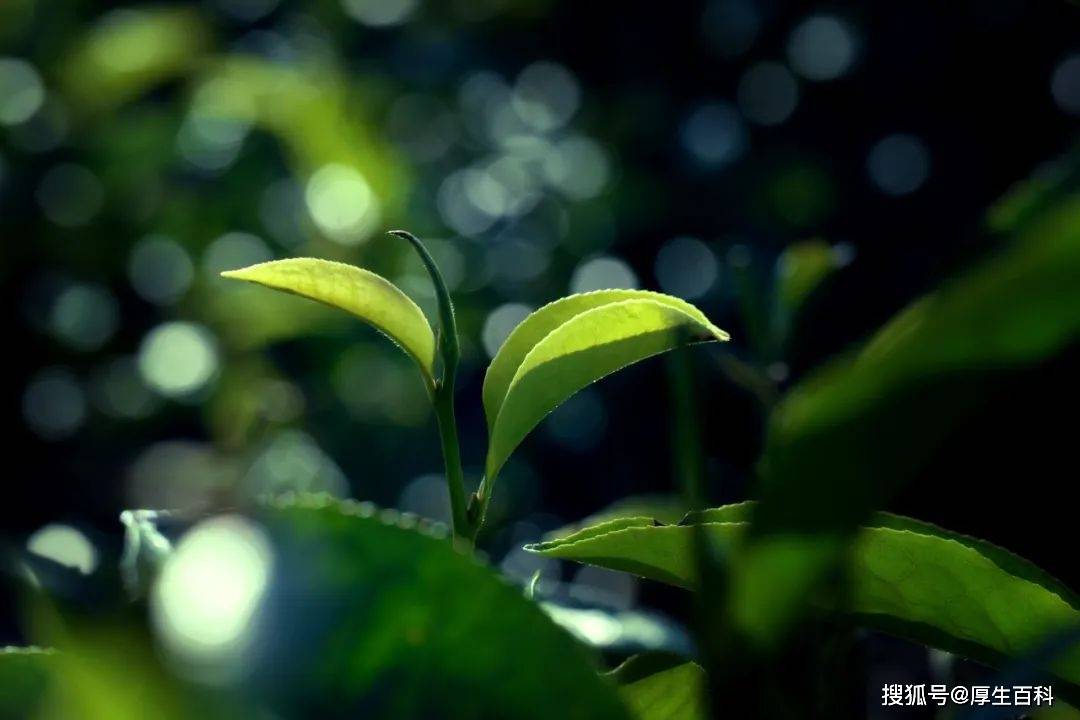 理想华莱｜思茅普洱茶：踏出古道凝聚文化