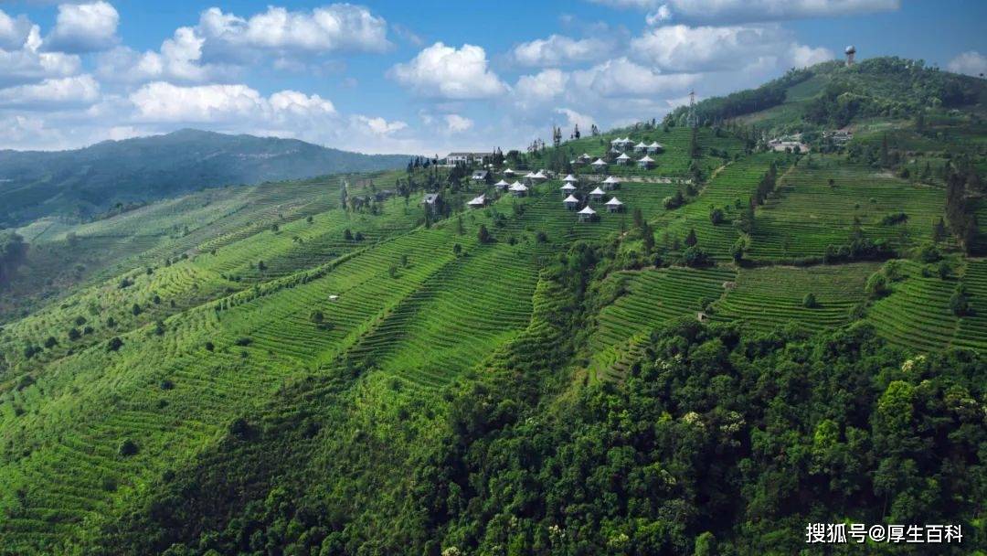 国际茶日 | 理想华莱助力乡村振兴，打造“中国黑茶”世界名片