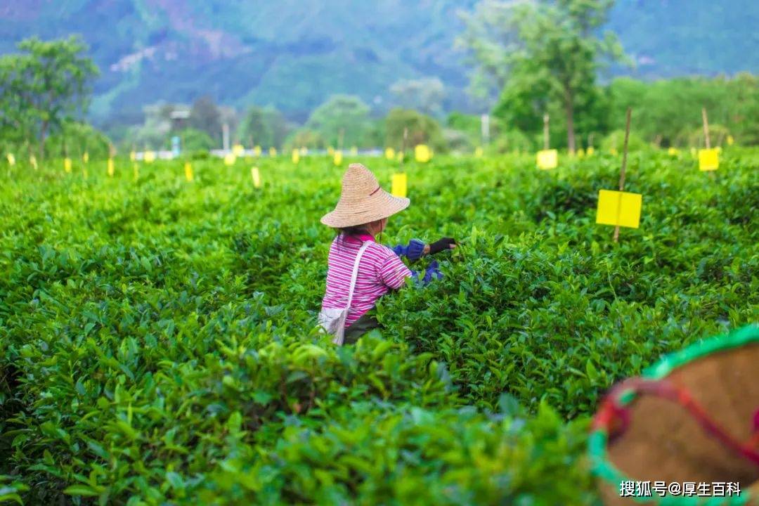 国际茶日 | 理想华莱助力乡村振兴，打造“中国黑茶”世界名片