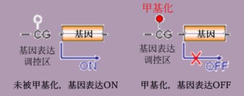 逆转DNA甲基化可抗衰老 以岭药业八子补肾登上SCI期刊