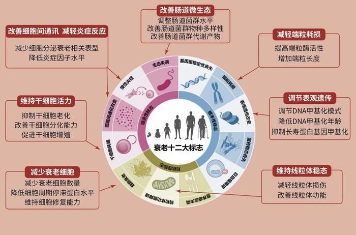 逆转DNA甲基化可抗衰老 以岭药业八子补肾登上SCI期刊