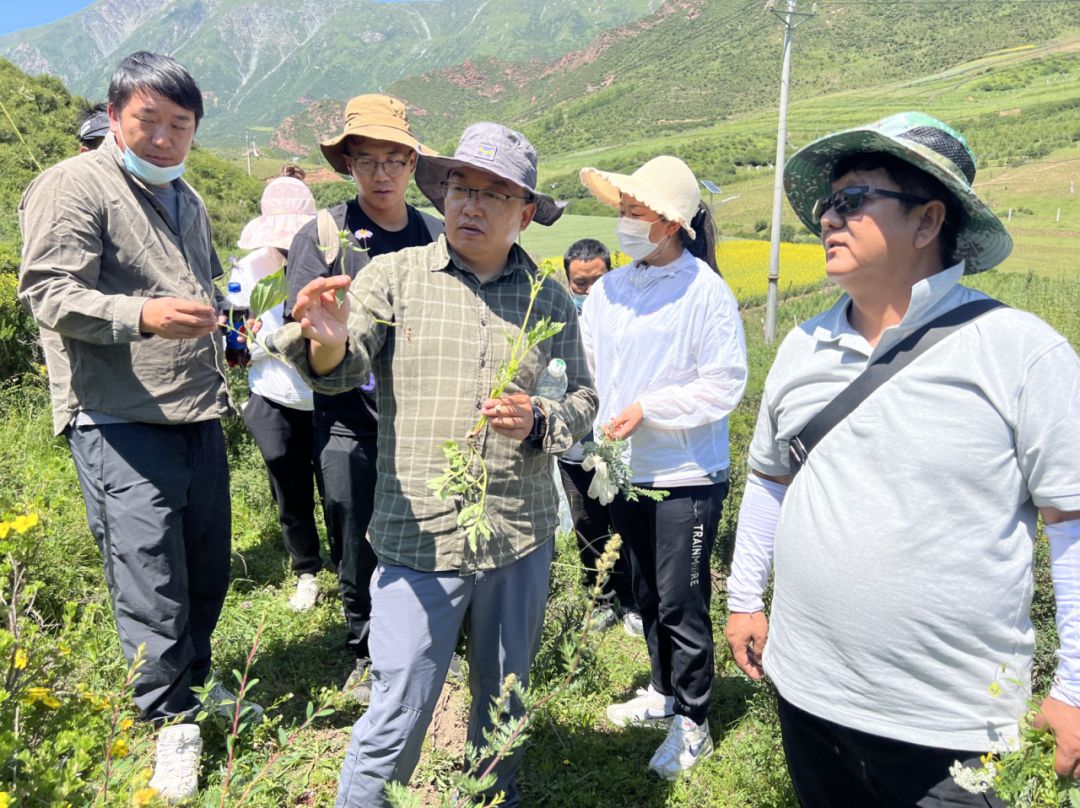 金诃藏药2023年野外藏药材识别培训成功举办