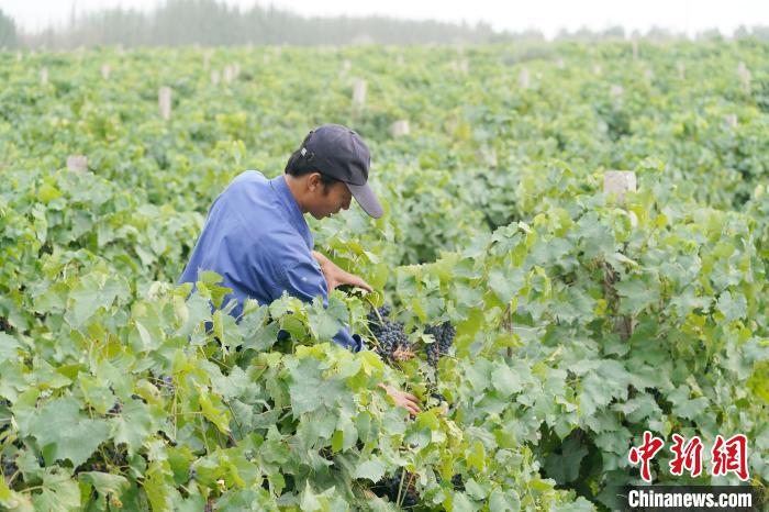 甘肃寿鹿山药业与永倍达签署战略合作协议 携手开拓戈壁葡萄产业“新蓝海”