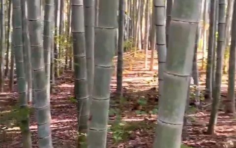 康美来科研团队在大别山发现珍稀新品种