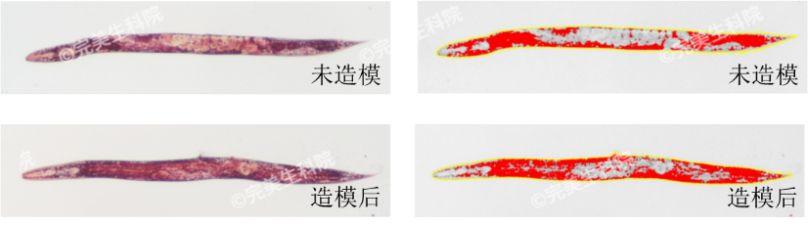 完美线虫肥胖模型获新专利，助力瘦身配方新未来