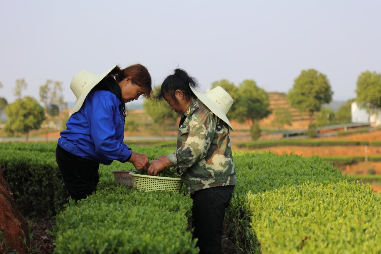 理想华莱 ：坚定不移做好黑茶产业