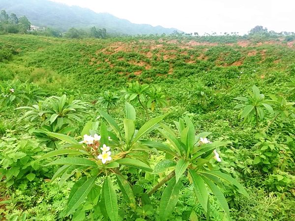 康美药业鸡蛋花规范化种植基地成功入选第三批广东省中药材产业化基地名单