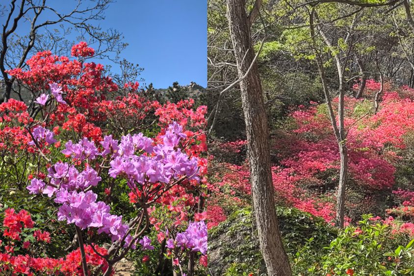 世界地球日 | 长青中国为万亩丛林锦上添花