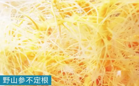 安然集团：以植物干细胞技术勇立潮头，跑出“新质生产力”加速度
