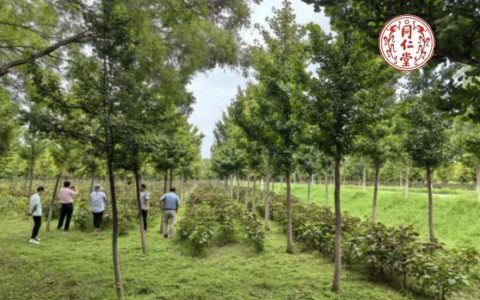 同仁堂集团推进林下中药材示范种植基地建设