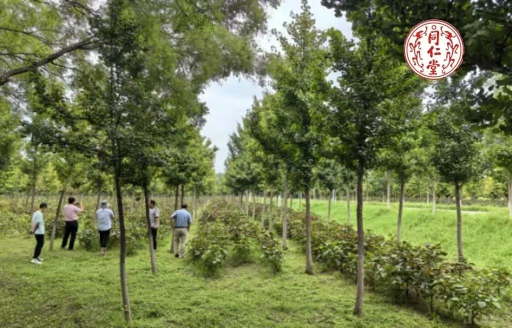 同仁堂集团推进林下中药材示范种植基地建设