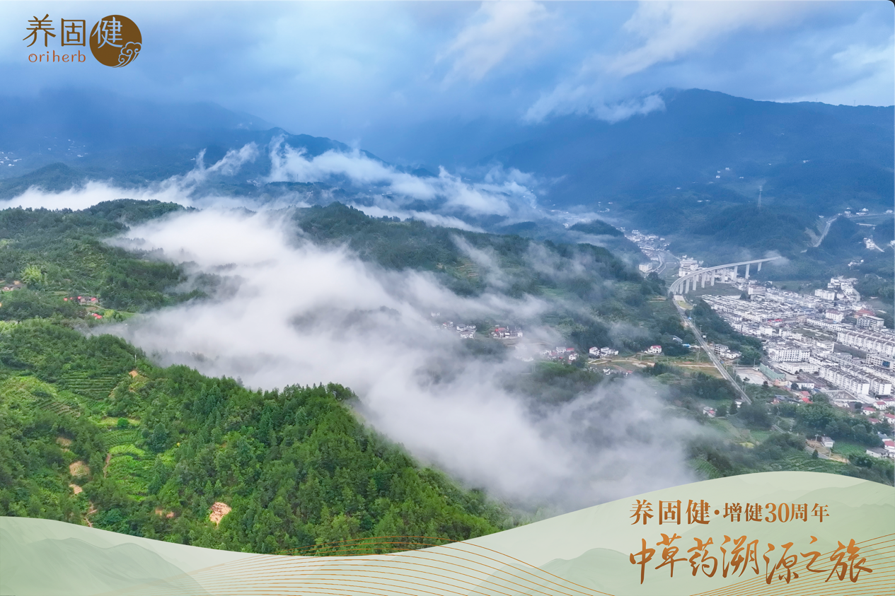 探秘岳西道地茯苓，养固健推动中草药健康产业革命