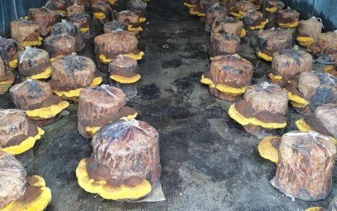 康美来余董在大别山灵芝桑黄药材基地：办公在田间