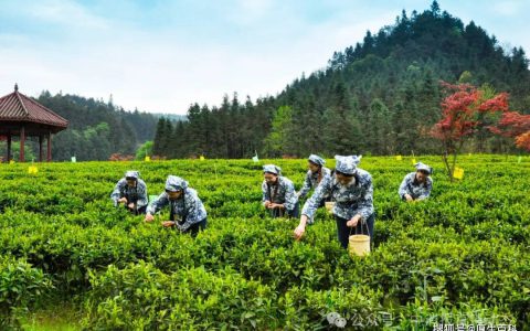 理想华莱：推动产业新突破，打造消保新范式