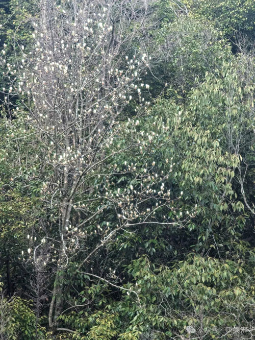 康美来董事长余春富进山视察灵芝基地建设