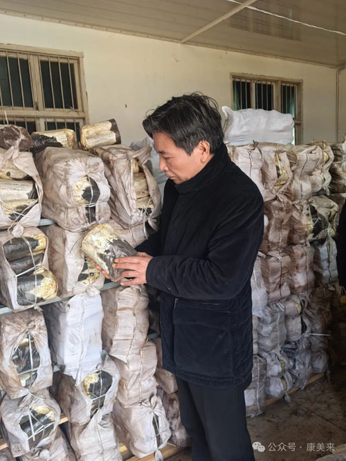 康美来董事长余春富进山视察灵芝基地建设