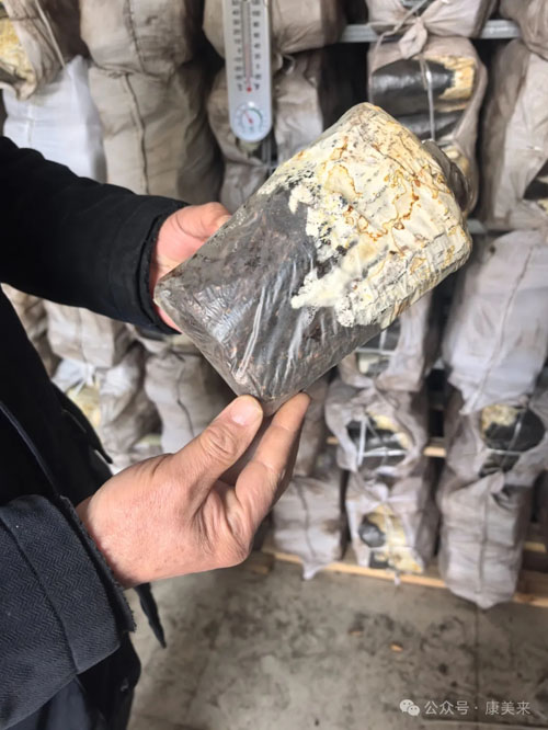 康美来董事长余春富进山视察灵芝基地建设