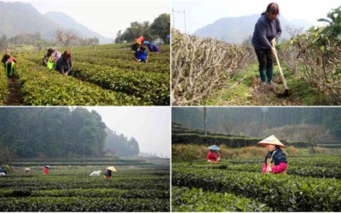 理想华莱：悉心养护，静候茶香