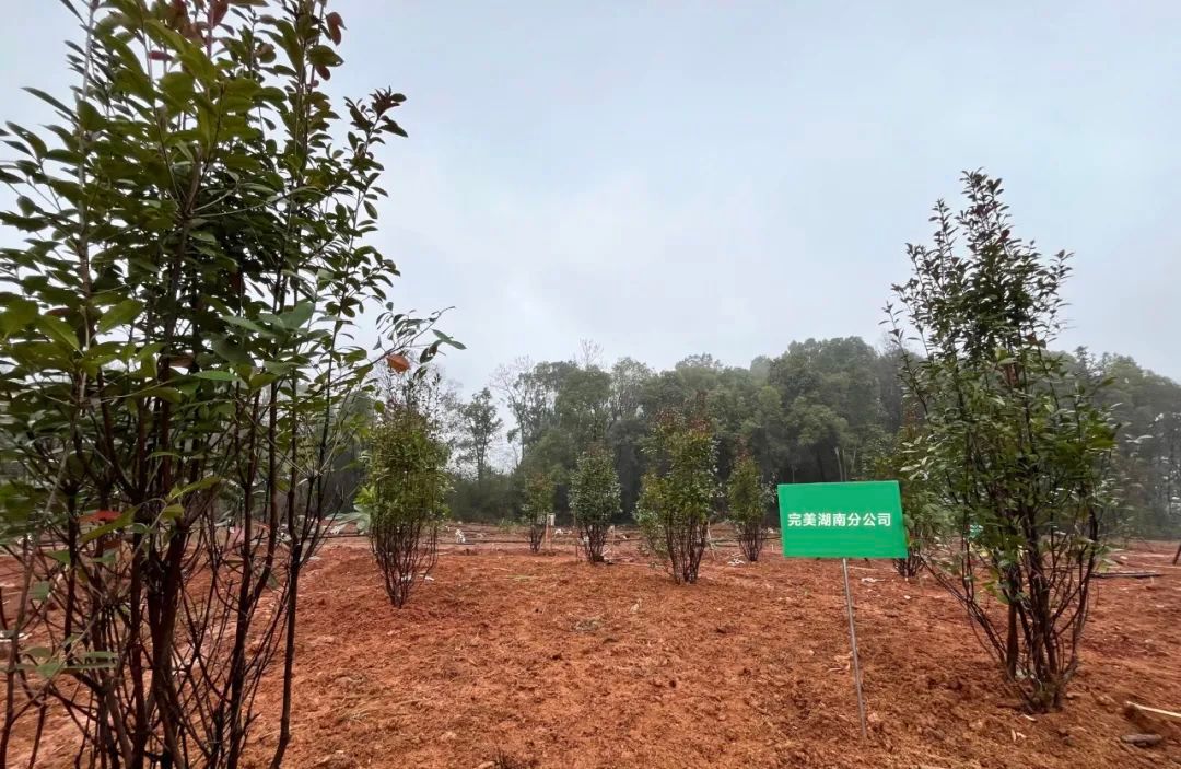 湖南 | 完美植树添新绿 同心共建生态美