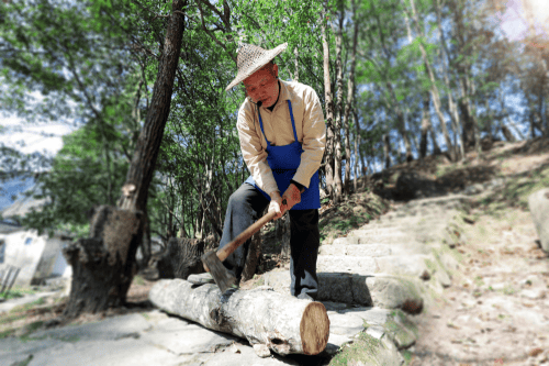 助力乡村振兴，养固健中草药溯源挂牌庆元香菇黄金种植带