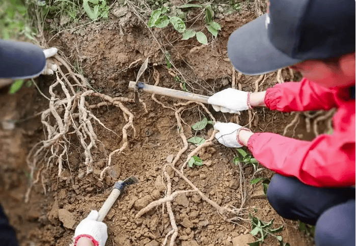 无限极 | 关于寻找道地药材的故事，从这条通向远方的路说起