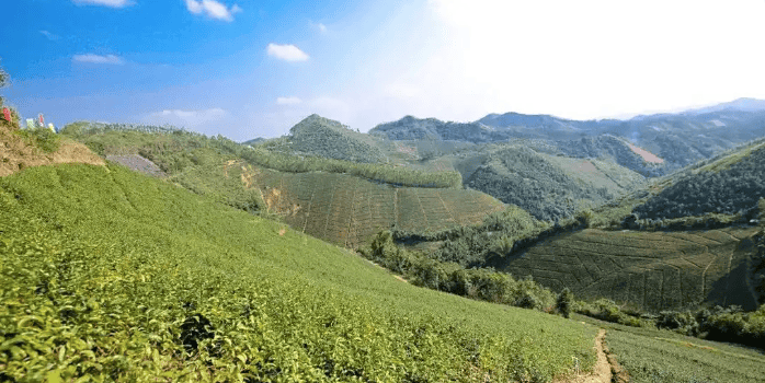 无限极 | 关于寻找道地药材的故事，从这条通向远方的路说起