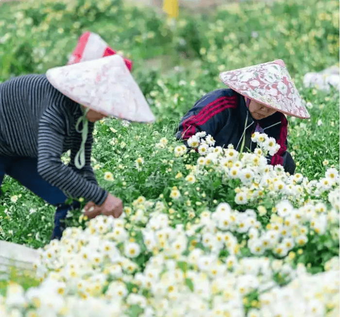无限极 | 关于寻找道地药材的故事，从这条通向远方的路说起