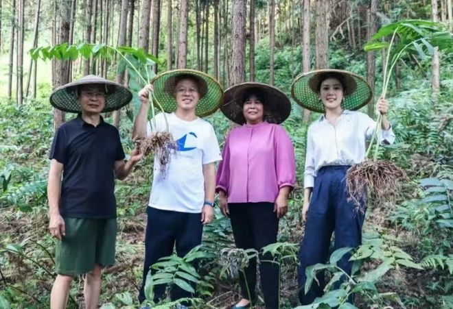 绿之韵甄选｜安化黄精，把自然精粹化作养生臻礼