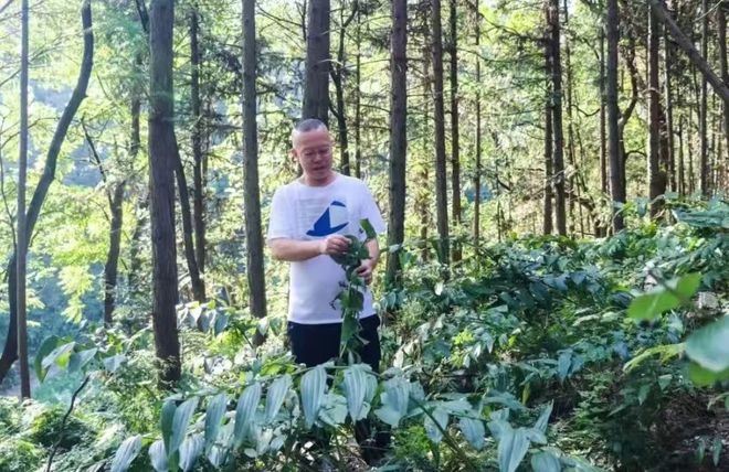 绿之韵甄选｜安化黄精，把自然精粹化作养生臻礼
