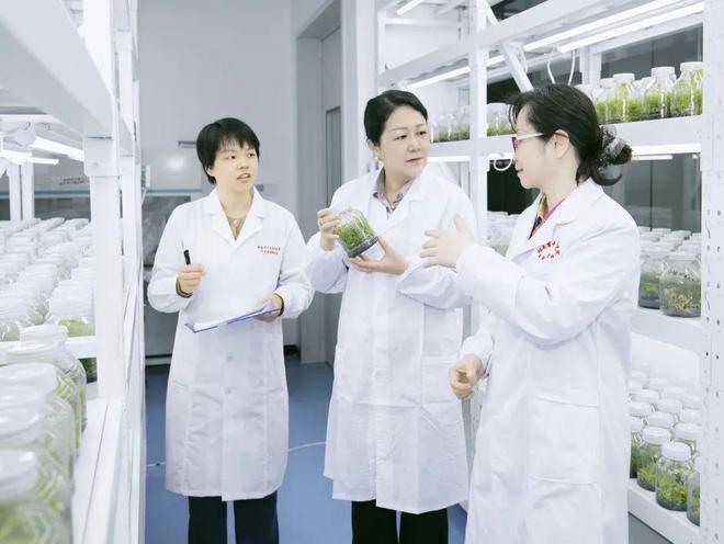 绿之韵甄选｜安化黄精，把自然精粹化作养生臻礼