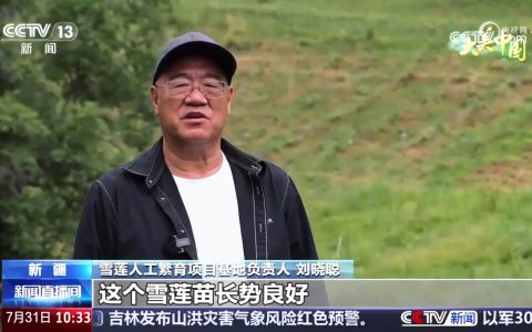 央视聚焦！金天国际雪莲基地繁育技术突破获盛赞