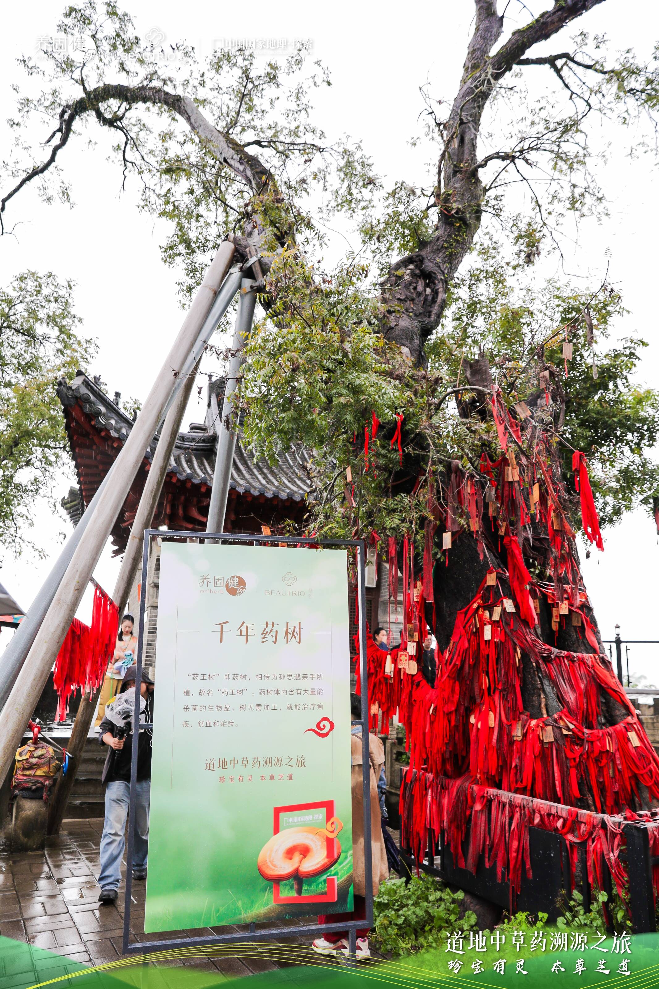向秦巴山脉去，过四合理生活！无限极养固健灵芝文化溯源落地陕西汉中