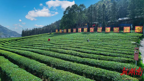 新湖南丨理想华莱：以茶为媒助力产业振兴