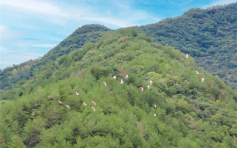 无限极养固健道地灵芝中草药溯源之旅举行