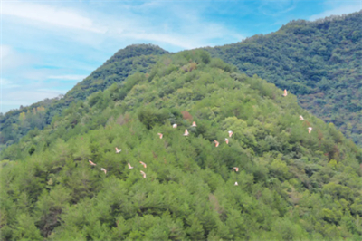 无限极养固健道地灵芝中草药溯源之旅举行